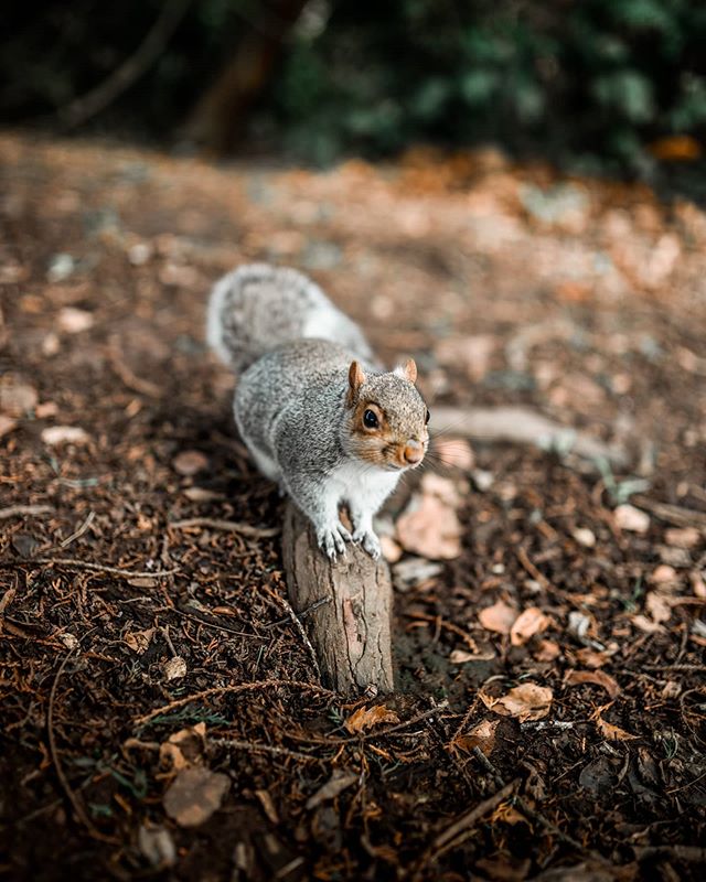 Squirrel jcolladophoto